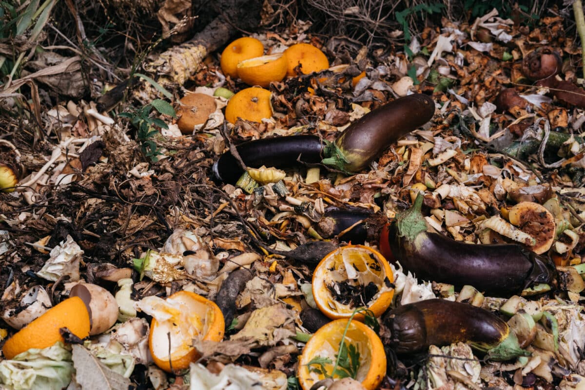 Le cocktail végétal et organique du compost attire de nombreux insectes, dont les moustiques. En cause, plusieurs facteurs dont l'odeur et la chaleur !