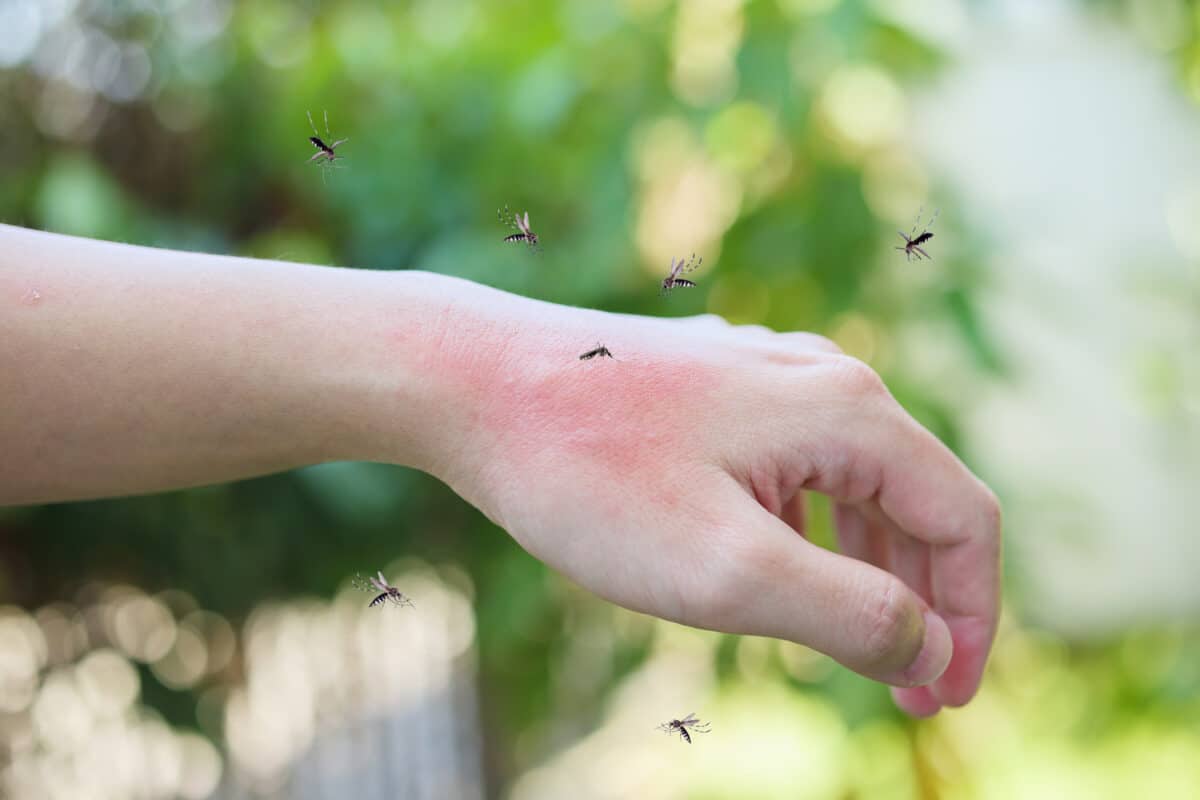 Les piqûres de moustiques causent rougeurs et démangeaisons. Mais cela ne fait pas pour autant de ces insectes des nuisibles que l'on doit à tout prix erradiquer.
