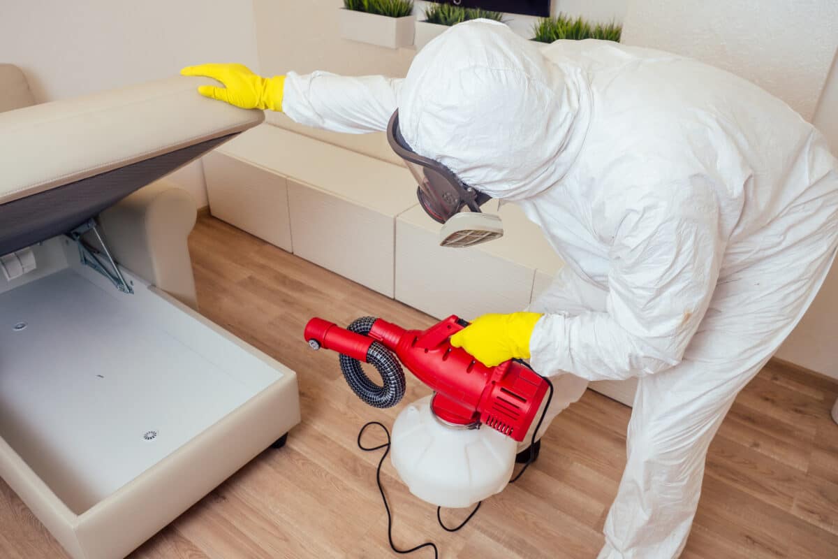 Punaises de lit : comment éviter l’infestation au retour des vacances ?