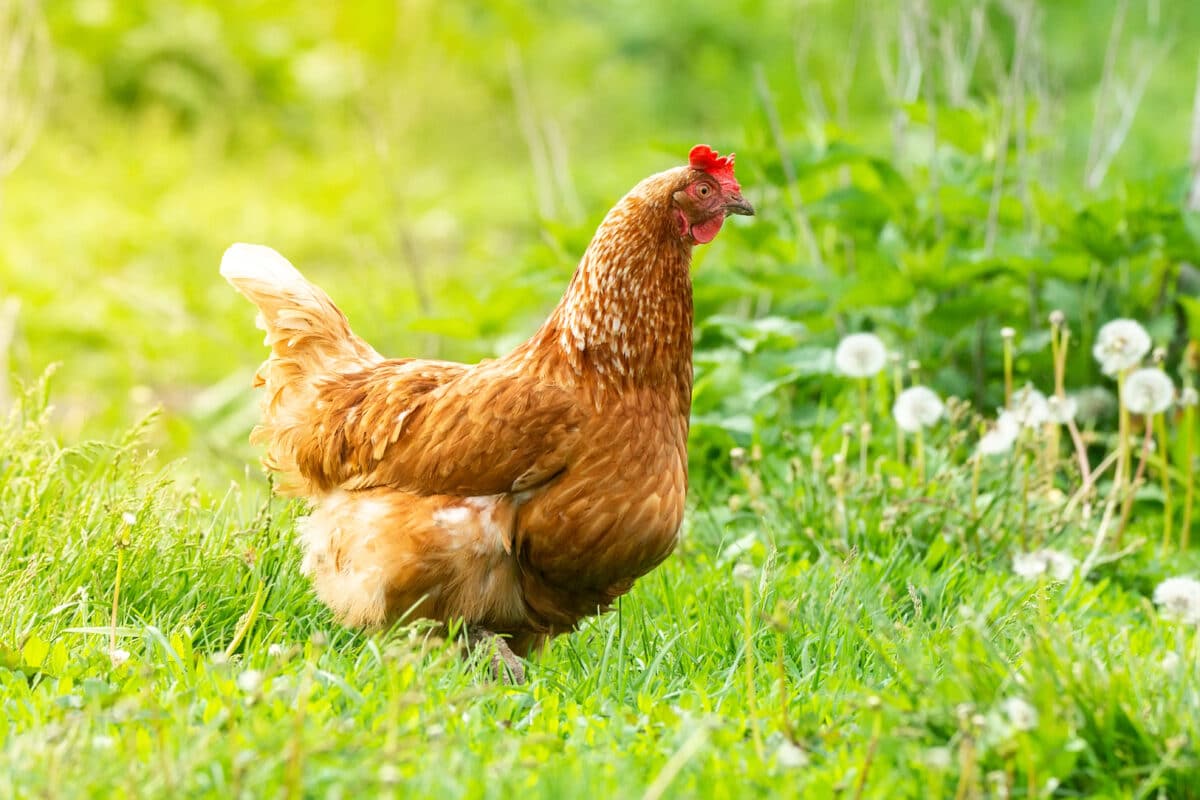 Optez pour des œufs de poules élevées en plein air, nourries de lin : une source naturelle d'oméga 3 pour votre alimentation