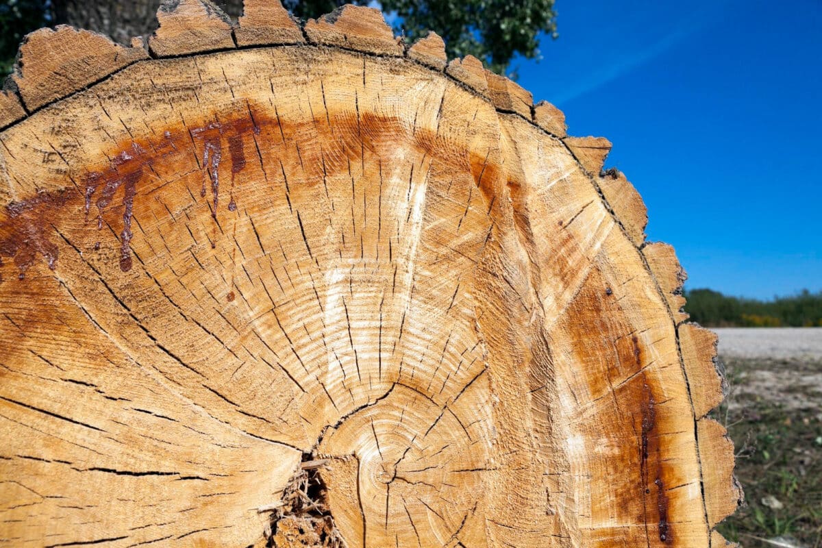 L'art de choisir le bois parfait : la couleur claire et les fissures sont les signes d'un bois sec prêt à réchauffer votre foyer