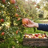 Une main détache une pomme rouge et jaune d'une branche, au-dessus d'un cageot en bois rempli de pommes