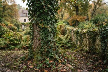 Tronc d'arbre entièrement couvert de lierre dans un jardin, devant un vieux mur de pierre lui aussi colonisé