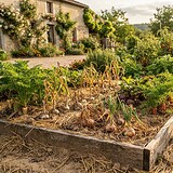 Carré de potager paillé avec des oignons, de l'ail et des carottes, et un arrosoir en zinc posé à côté