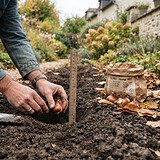 Mains d'un jardinier déposant un bulbe de tulipe en terre, près d'une règle et d'un sac de bulbes