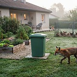 Renard roux traversant une pelouse humide près d'une poubelle verte, de bacs potagers et d'un enclos à poules