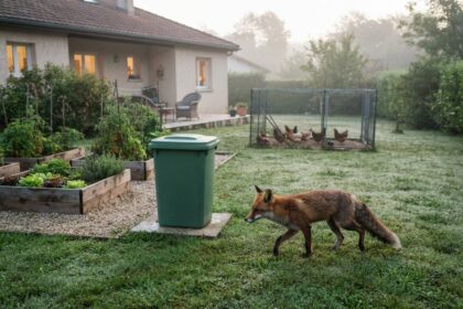 Renard roux traversant une pelouse humide près d'une poubelle verte, de bacs potagers et d'un enclos à poules